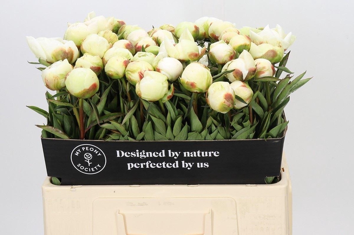 <h4>PAEONIA LACT. 'MME CLAUDE TAIN'</h4>