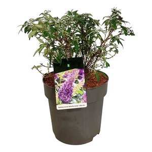 Buddleja d. B. Candy Little Lila