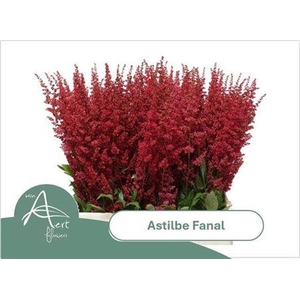 Astil Ar Fanal