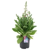 Digitalis purpurea Hanabee Pink