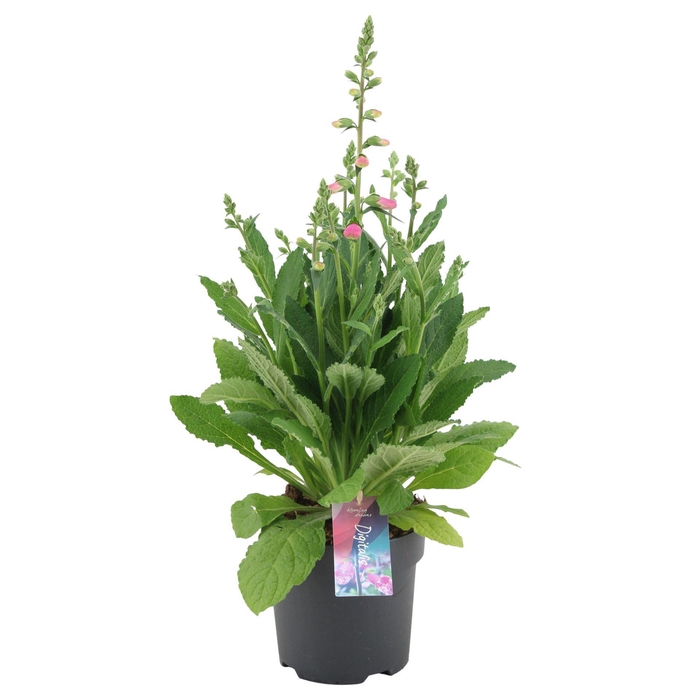 <h4>Digitalis purpurea Hanabee Pink</h4>