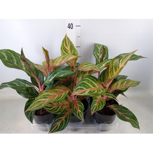 Aglaonema   ...