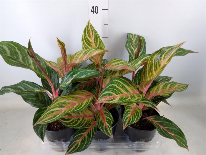 <h4>Aglaonema   ...</h4>