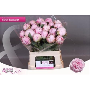 Paeonia Sarah Bernhardt | Heavy Quality