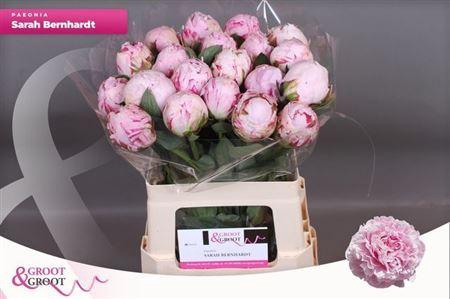 <h4>Paeonia Sarah Bernhardt | Heavy Quality</h4>