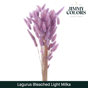 Lagurus Bleached Light Milka