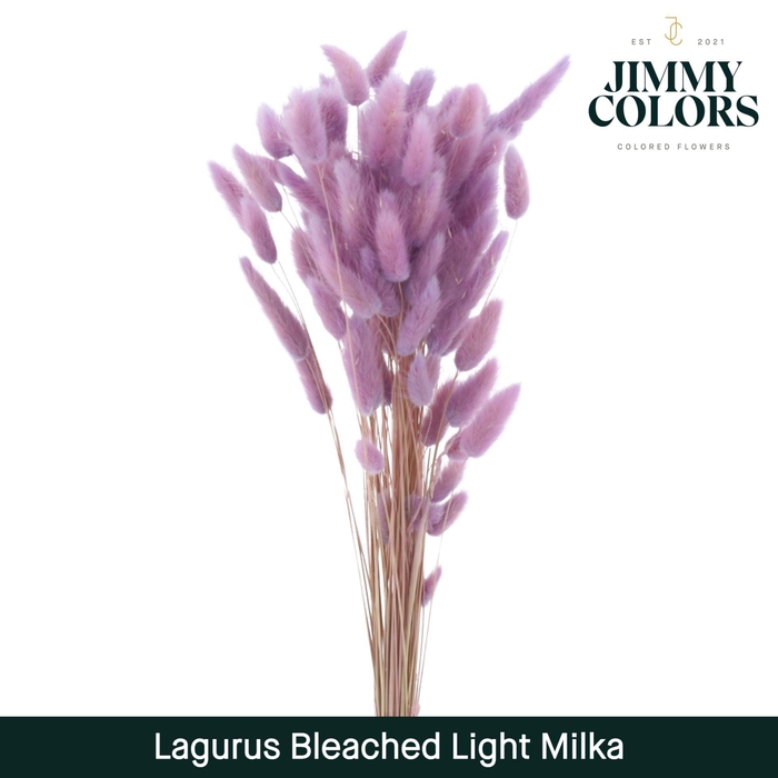 <h4>Lagurus Bleached Light Milka</h4>
