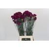 Dianthus St Yukari Violet