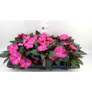 Impatiens NG 'Tamarinda Red Bicol'