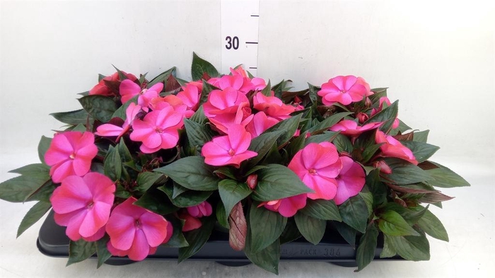 <h4>Impatiens NG 'Tamarinda Red Bicol'</h4>