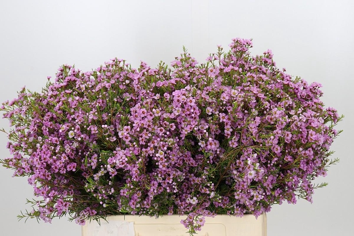 <h4>Chamelaucium Kerryn</h4>