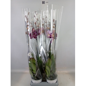Phalaenopsis  'Ant Montpellier'