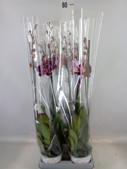 <h4>Phalaenopsis  'Ant Montpellier'</h4>