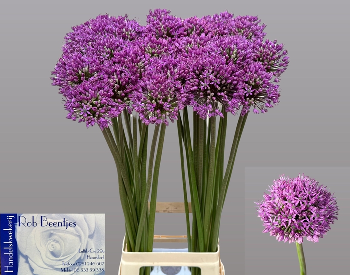 <h4>ALLIUM STATOS</h4>