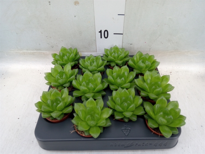 <h4>Haworthia cooperi</h4>