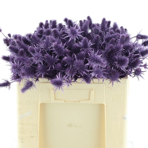 Eryng Alpinum Klb Metallic Paars