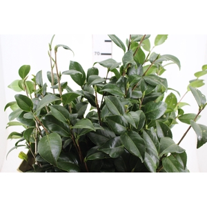 FOLHAGEM CAMELIA