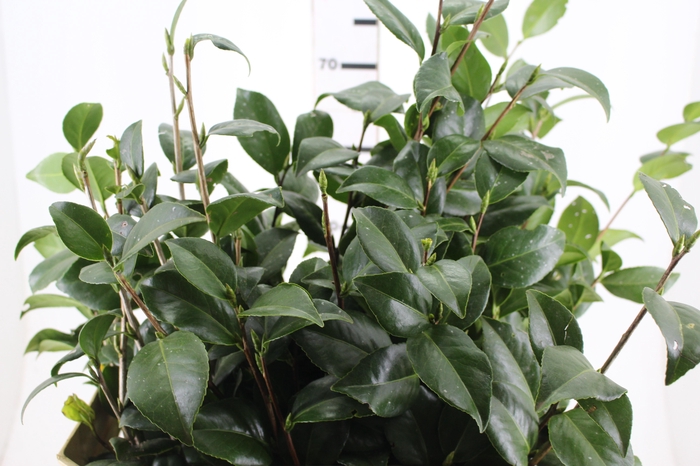 <h4>FOLHAGEM CAMELIA</h4>