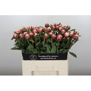 Paeonia Sarah Bernhardt
