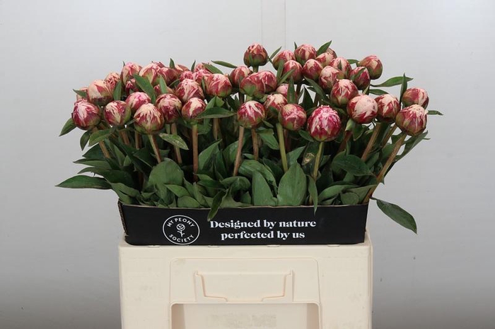 <h4>Paeonia Sarah Bernhardt</h4>