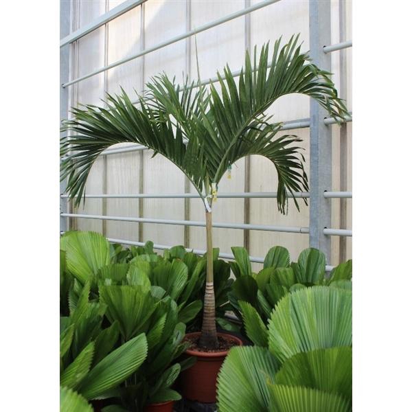 <h4>Veitchia merrillii</h4>