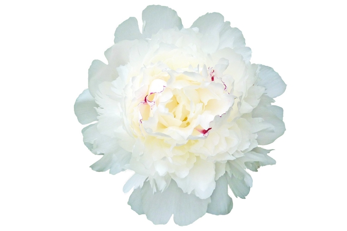 <h4>Paeonia Festiva Maxima</h4>