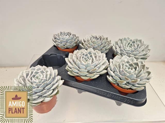 <h4>ECHEV GRANDE CINZA</h4>