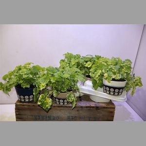 Arr Tolmiea M Variegata In Keramiek