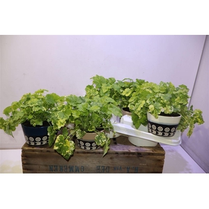 Tolmiea M Variegata In Keramiek