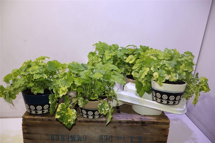 <h4>Arr Tolmiea M Variegata In Keramiek</h4>