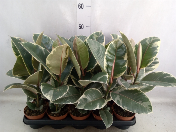 <h4>Ficus elastica 'Tineke'</h4>