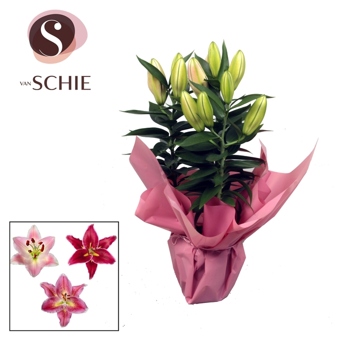 <h4>Oriental p13 Rondella PINK</h4>