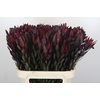 Leucadendron Saf Sunset Dark R.
