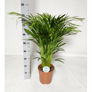 DYPSIS LUTESCENS