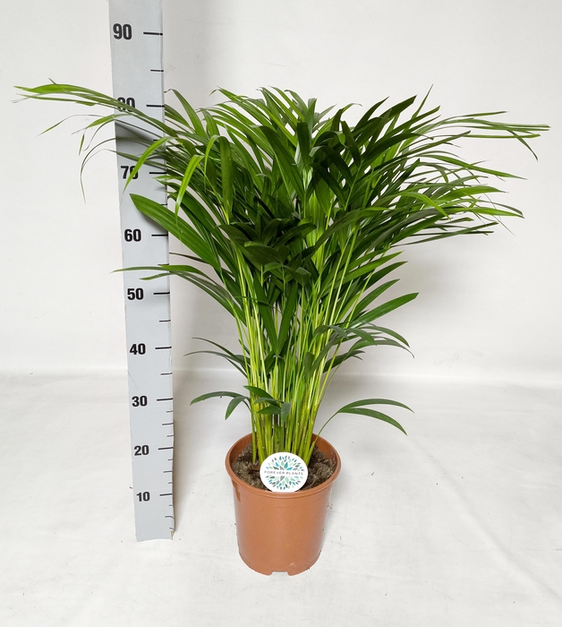 <h4>DYPSIS LUTESCENS</h4>