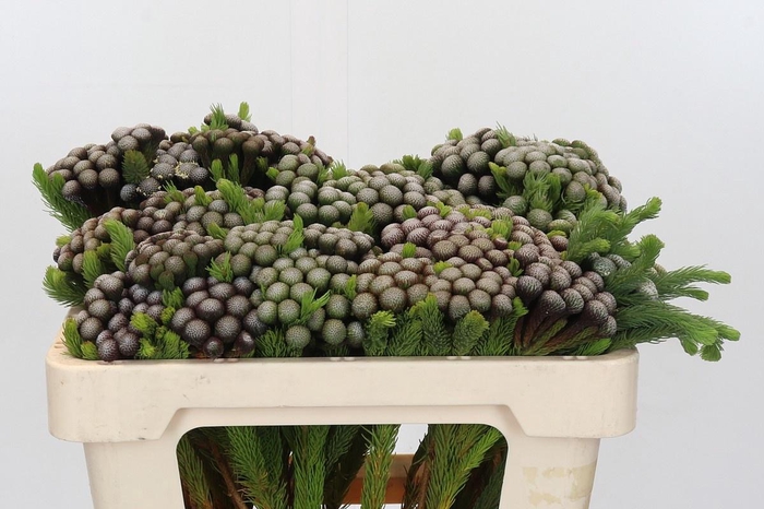 <h4>Brun Albiflora</h4>