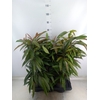Ficus binn. 'Amstel King'