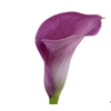 CALLA PROMISE 040 CM