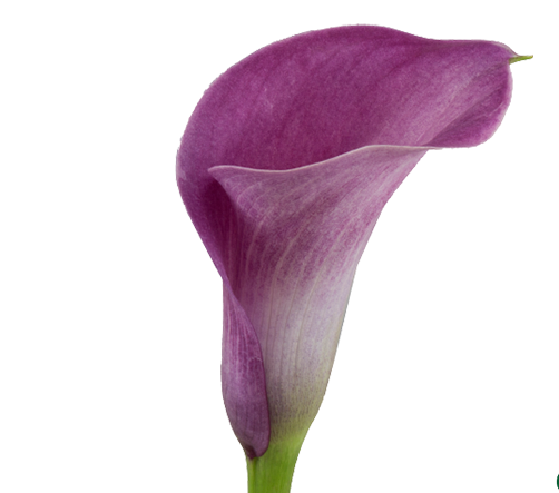 <h4>CALLA PROMISE 040 CM</h4>