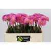 Dahlia Esli