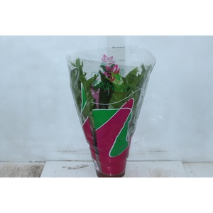 ASPLENIUM CRISSIE P19