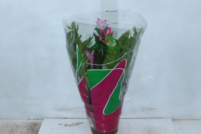 <h4>ASPLENIUM CRISSIE P19</h4>