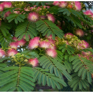 Albizia julibrissin