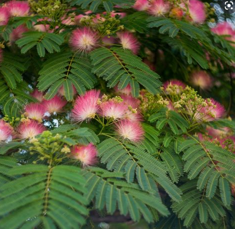 <h4>Albizia julibrissin</h4>