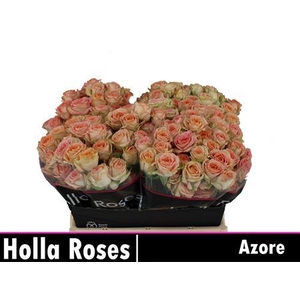 R Tr Azore