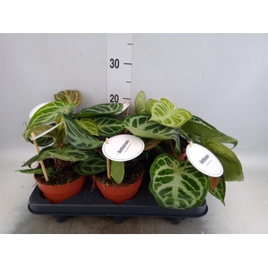 Anthurium   ...