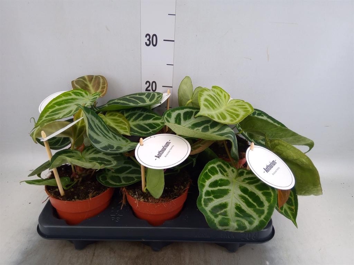 <h4>Anthurium   ...</h4>