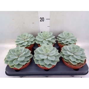 Echeveria  'Green pearl'