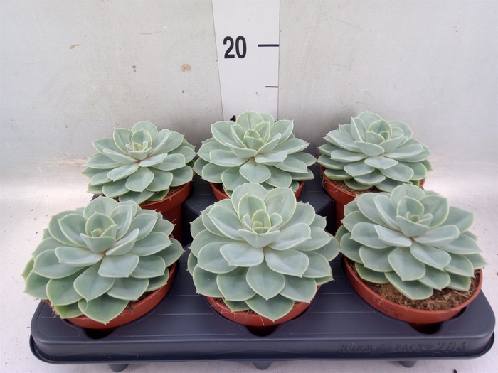 <h4>Echeveria  'Green pearl'</h4>