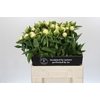Paeonia Duchesse De Nemours